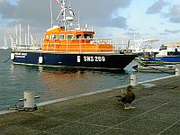 St Barts Bird